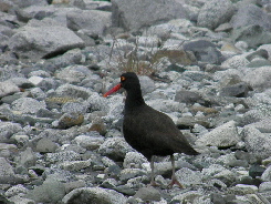 Black Oystercatcher